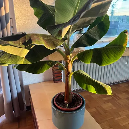 In Winterlingen Appartement *