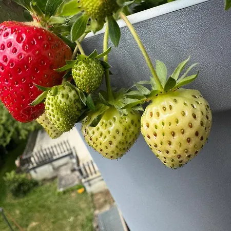 Appartement In Winterlingen